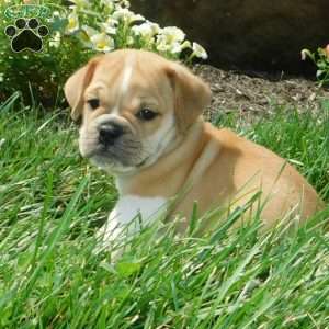 Charlie, Miniature Bulldog Puppy
